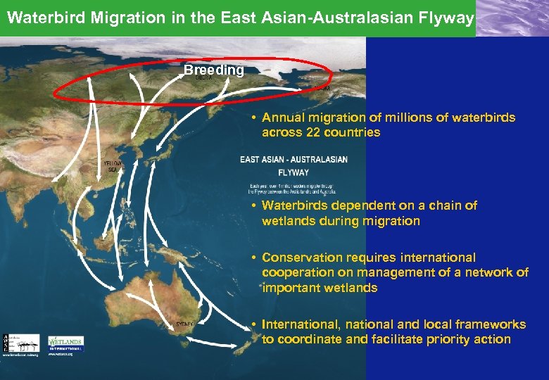 Waterbird Migration in the East Asian-Australasian Flyway Breeding • Annual migration of millions of