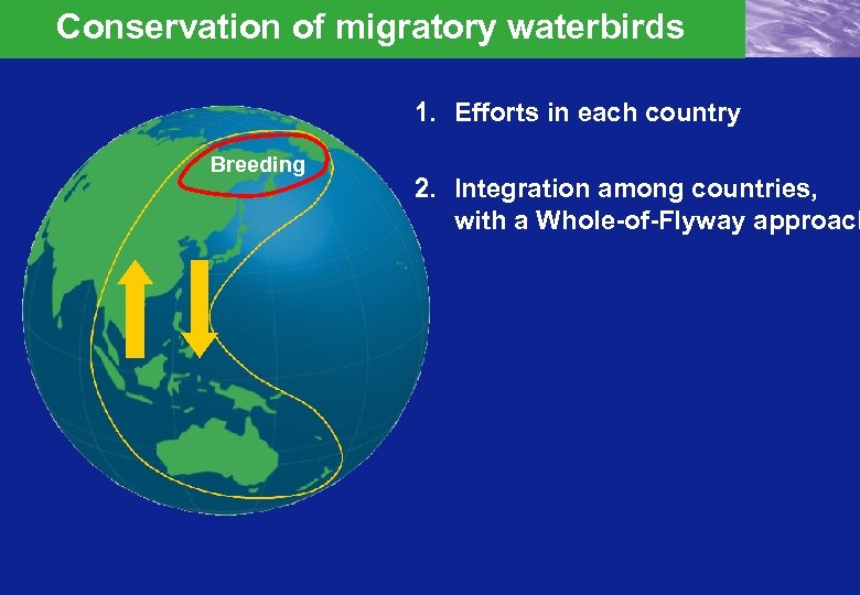 Conservation of migratory waterbirds 1. Efforts in each country Breeding 2. Integration among countries,