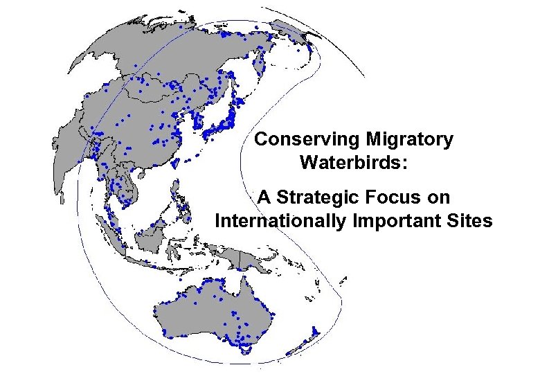 Conserving Migratory Waterbirds: A Strategic Focus on Internationally Important Sites 
