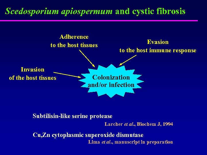 Scedosporium apiospermum and cystic fibrosis Adherence to the host tissues Invasion of the host