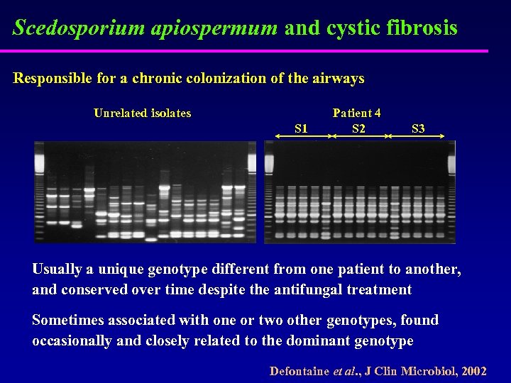 Scedosporium apiospermum and cystic fibrosis Responsible for a chronic colonization of the airways Unrelated