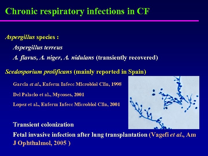 Chronic respiratory infections in CF Aspergillus species : Aspergillus terreus A. flavus, A. niger,