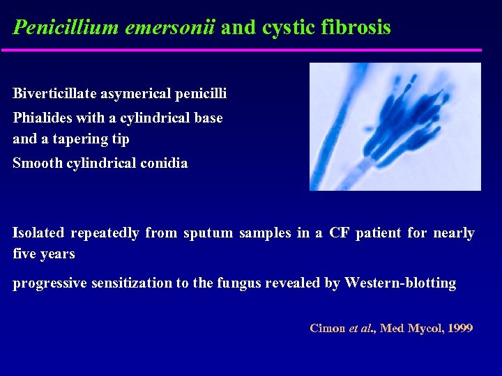 Penicillium emersonii and cystic fibrosis Biverticillate asymerical penicilli Phialides with a cylindrical base and