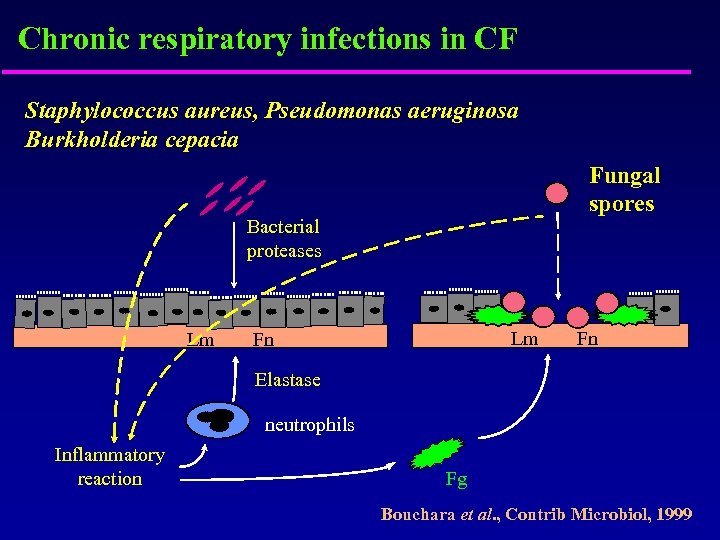 Chronic respiratory infections in CF Staphylococcus aureus, Pseudomonas aeruginosa Burkholderia cepacia Fungal spores Bacterial