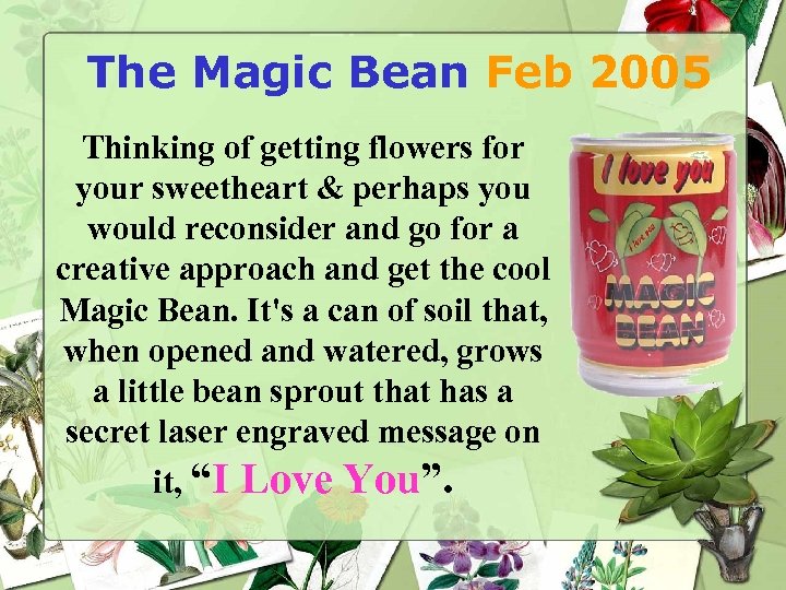 The Magic Bean Feb 2005 Thinking of getting flowers for your sweetheart & perhaps