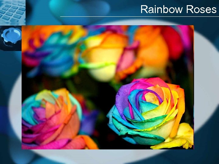 Rainbow Roses 