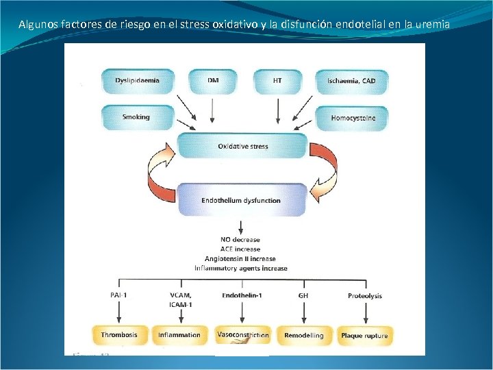 Algunos factores de riesgo en el stress oxidativo y la disfunción endotelial en la