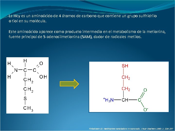 La Hcy es un aminoácido de 4 átomos de carbono que contiene un grupo