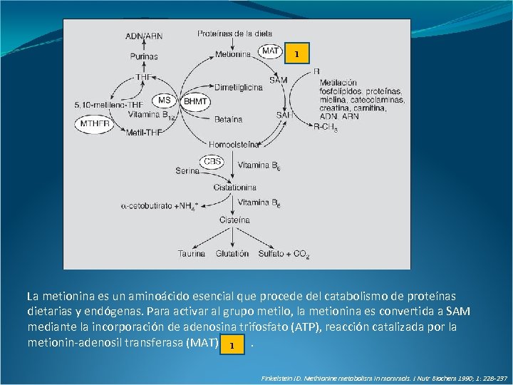 1 La metionina es un aminoácido esencial que procede del catabolismo de proteínas dietarias