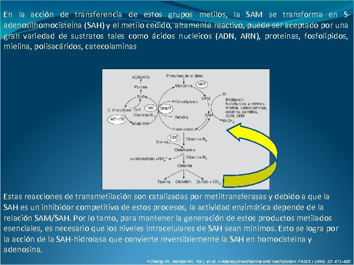 En la acción de transferencia de estos grupos metilos, la SAM se transforma en