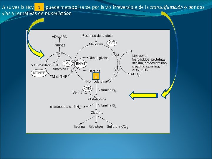 A su vez la Hcy 1 puede metabolizarse por la vía irreversible de la