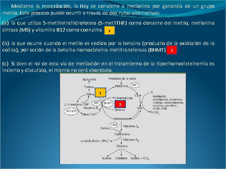 Mediante la remetilación, la Hcy se convierte a metionina por ganancia de un grupo