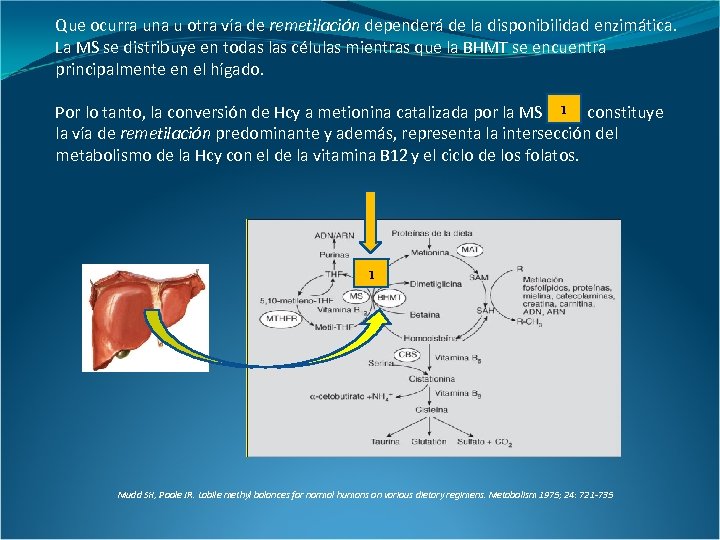 Que ocurra una u otra vía de remetilación dependerá de la disponibilidad enzimática. La