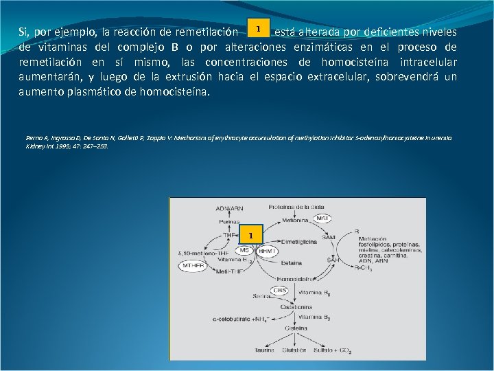 1 está alterada por deficientes niveles Si, por ejemplo, la reacción de remetilación de