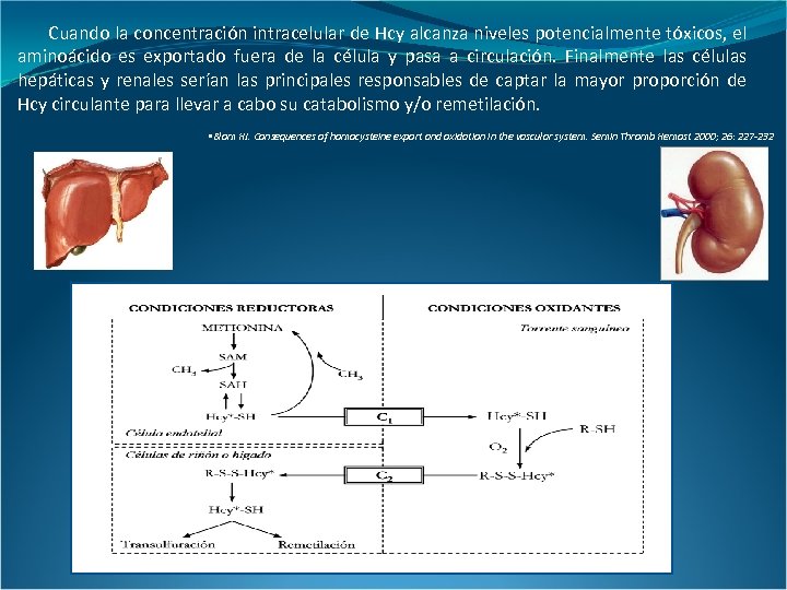 Cuando la concentración intracelular de Hcy alcanza niveles potencialmente tóxicos, el aminoácido es exportado