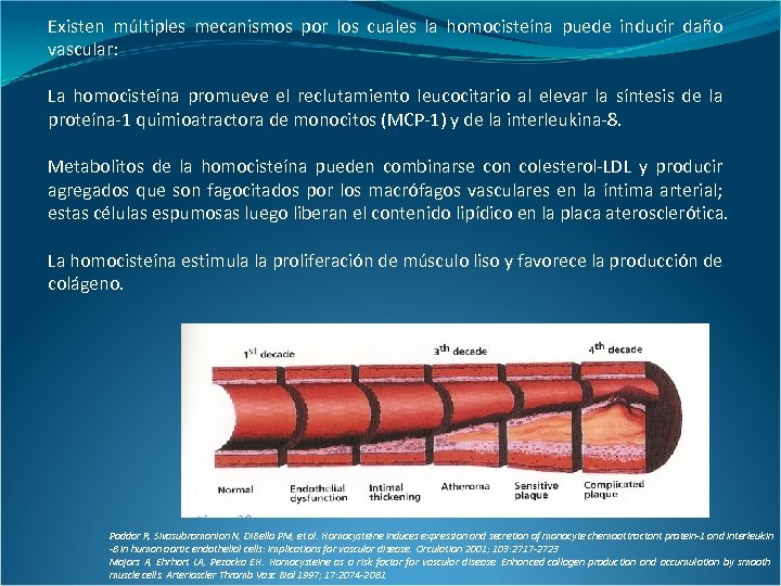 Existen múltiples mecanismos por los cuales la homocisteína puede inducir daño vascular: La homocisteína