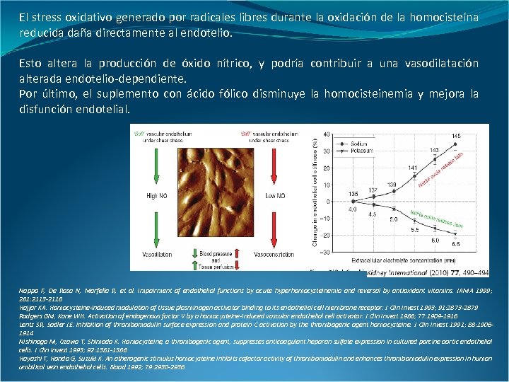 El stress oxidativo generado por radicales libres durante la oxidación de la homocisteína reducida