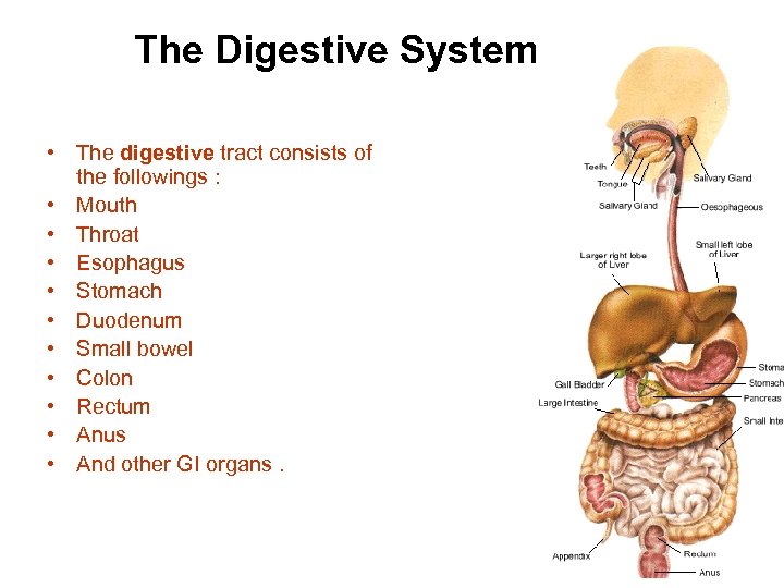 The Digestive System • The digestive tract consists of the followings : • Mouth