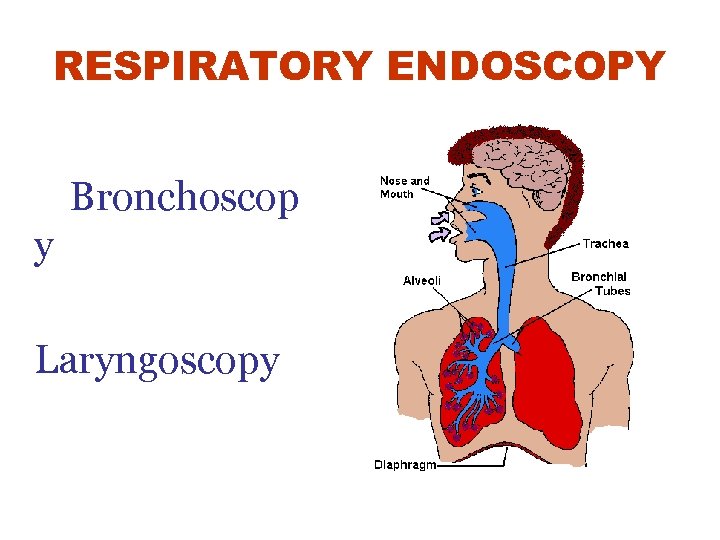 RESPIRATORY ENDOSCOPY Bronchoscop y Laryngoscopy 