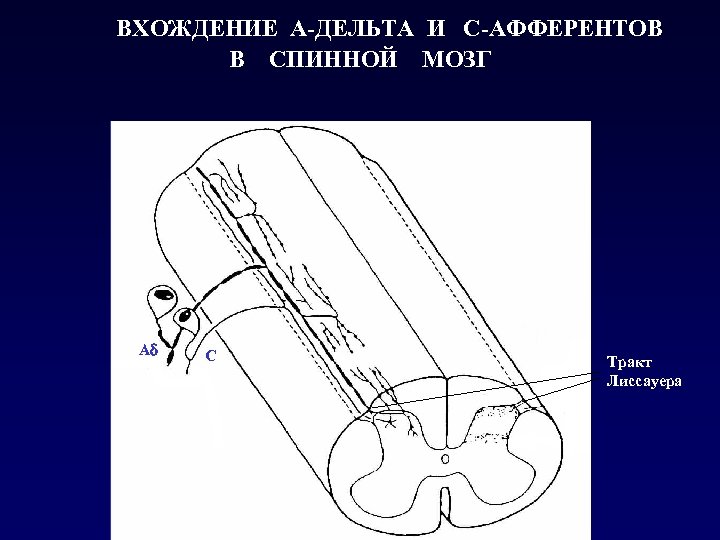 ВХОЖДЕНИЕ А-ДЕЛЬТА И С-АФФЕРЕНТОВ В СПИННОЙ МОЗГ Ad C Тракт Лиссауера 