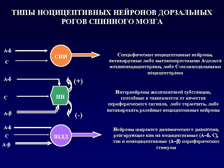 ТИПЫ НОЦИЦЕПТИВНЫХ НЕЙРОНОВ ДОРЗАЛЬНЫХ РОГОВ СПИННОГО МОЗГА A-d C (+) ИН A- (-) A-d