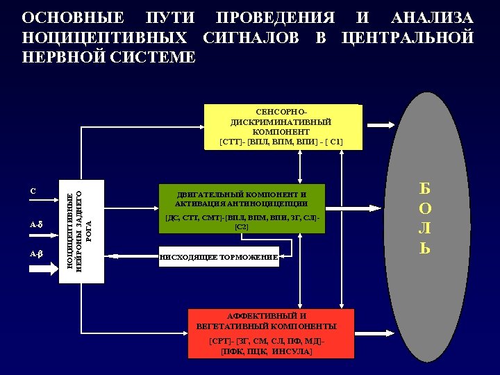 Путь осуществления. Сенсорно дискриминативный компонент. Медиаторы ноцицептивной системы. Сенсорно дискриминативный анализ. Основные компоненты ноцицептивной системы сенсорный компонент.