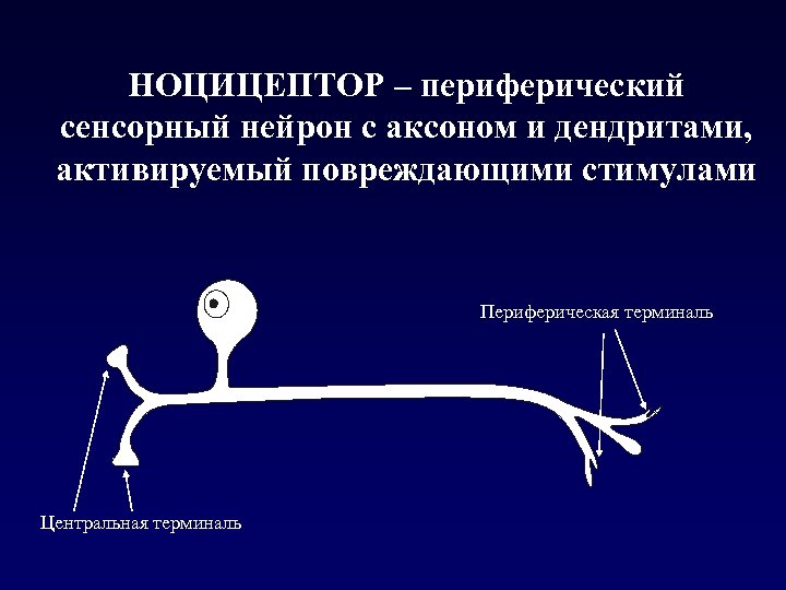 Болевые рецепторы. Ноцицепторы. Ноцицептор - периферический сенсорный Нейрон. Виды ноцицепторов. Ноцицепторы строение.