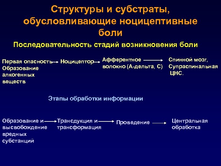 Структуры и субстраты, обусловливающие ноцицептивные боли Последовательность стадий возникновения боли Первая опасность Образование алкогенных