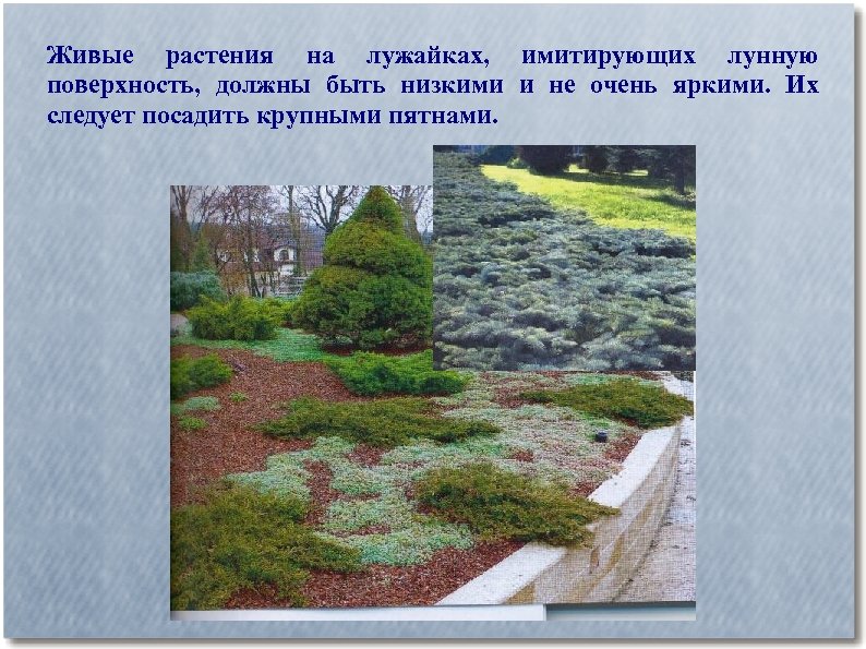 Живые растения на лужайках, имитирующих лунную поверхность, должны быть низкими и не очень яркими.