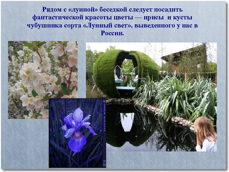 Рядом с «лунной» беседкой следует посадить фантастической красоты цветы — ирисы и кусты чубушника