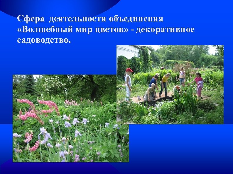 Сфера деятельности объединения «Волшебный мир цветов» - декоративное садоводство. 