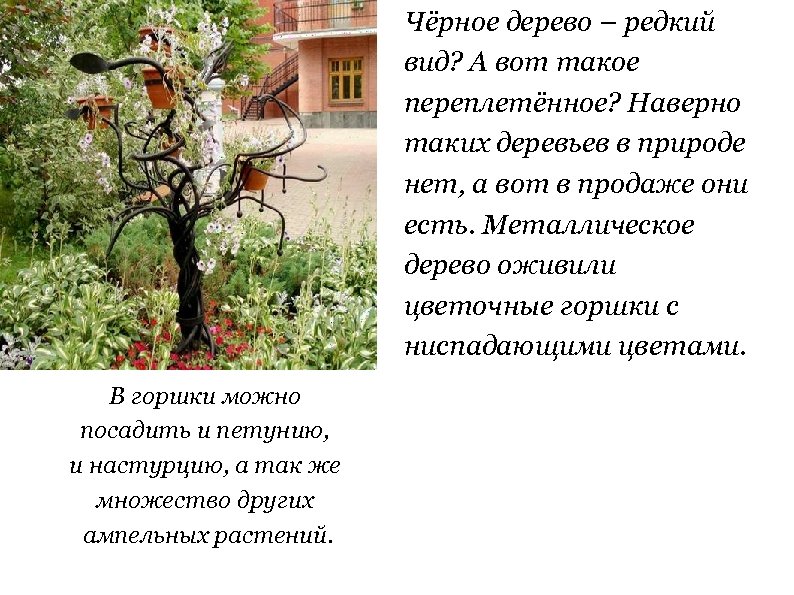 Чёрное дерево – редкий вид? А вот такое переплетённое? Наверно таких деревьев в природе