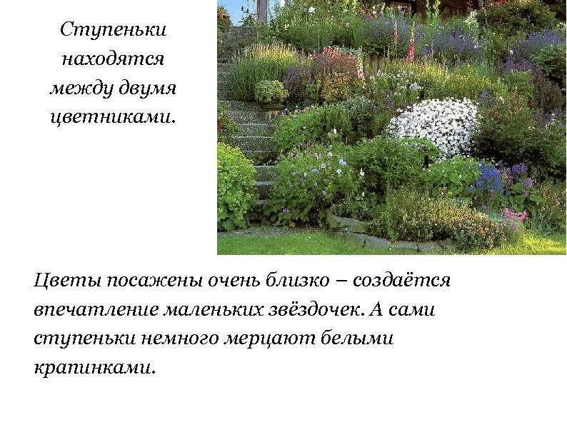 Ступеньки находятся между двумя цветниками. Цветы посажены очень близко – создаётся впечатление маленьких звёздочек.