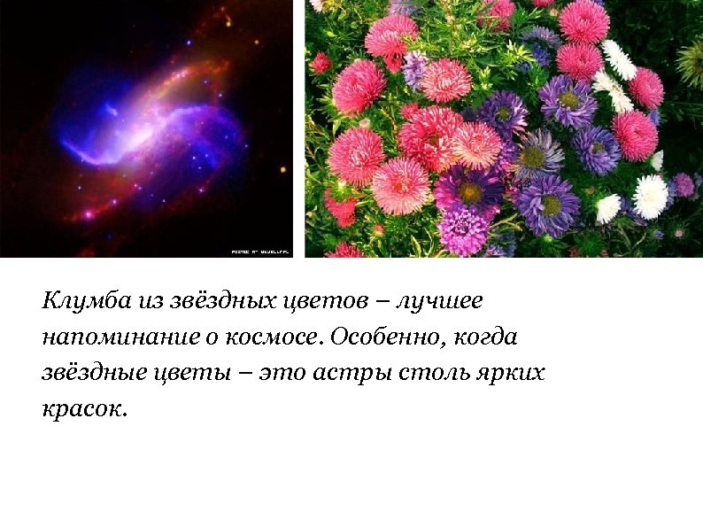 Клумба из звёздных цветов – лучшее напоминание о космосе. Особенно, когда звёздные цветы –