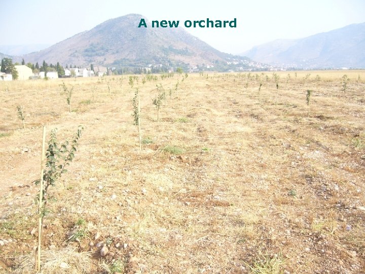 A new orchard 