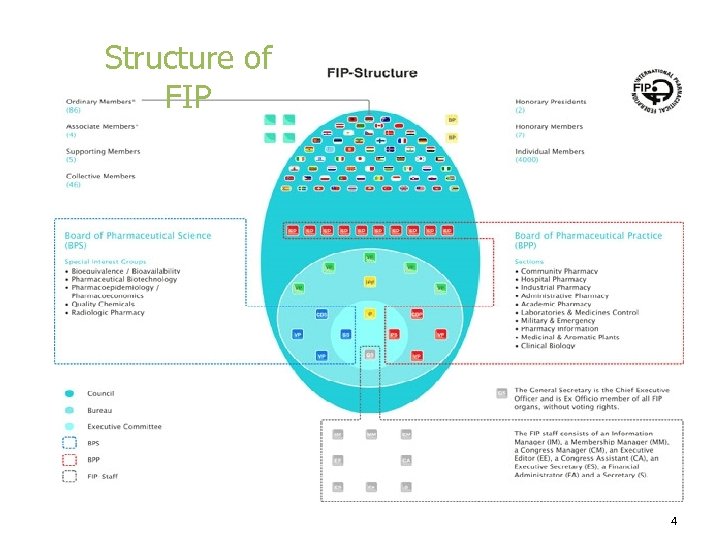 Structure of FIP 4 