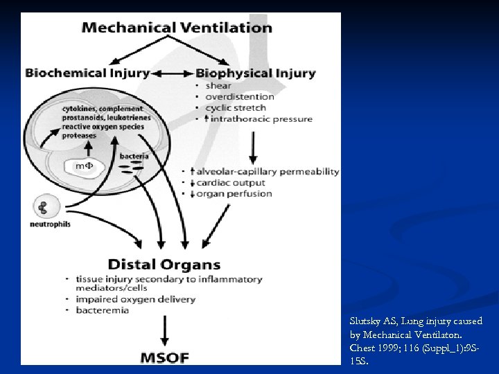 Slutsky AS, Lung injury caused by Mechanical Ventilaton. Chest 1999; 116 (Suppl_1): 9 S