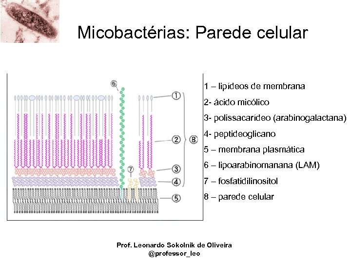 Micobactérias: Parede celular 1 – lipídeos de membrana 2 - ácido micólico 3 -