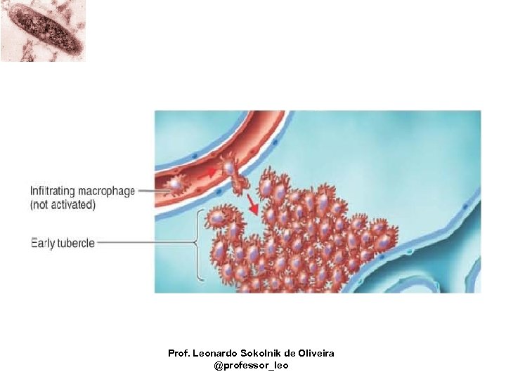 Prof. Leonardo Sokolnik de Oliveira @professor_leo 