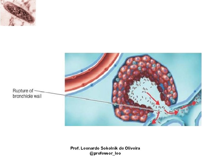 Prof. Leonardo Sokolnik de Oliveira @professor_leo 