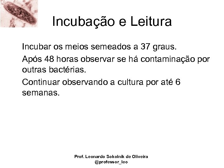 Incubação e Leitura Incubar os meios semeados a 37 graus. Após 48 horas observar