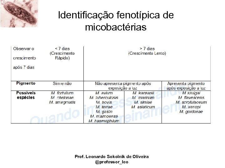 Identificação fenotípica de micobactérias Prof. Leonardo Sokolnik de Oliveira @professor_leo 