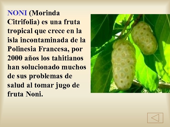 NONI (Morinda Citrifolia) es una fruta tropical que crece en la isla incontaminada de