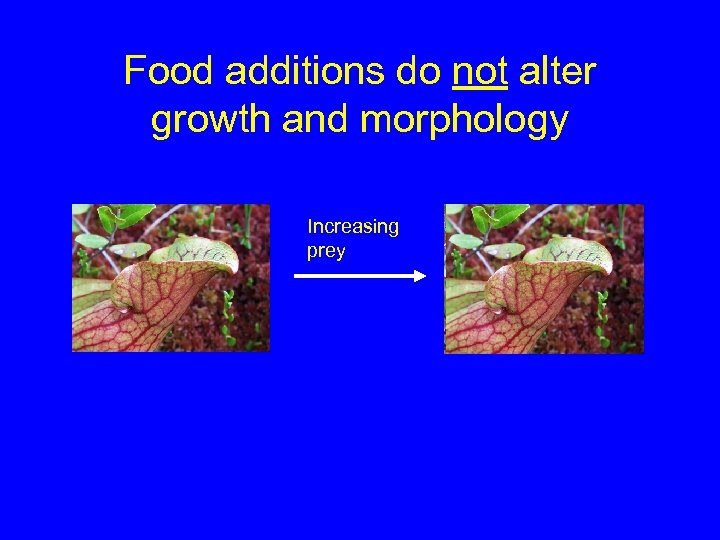 Food additions do not alter growth and morphology Increasing prey 