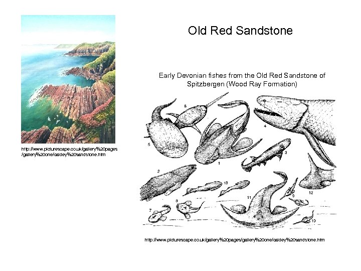 Old Red Sandstone Early Devonian fishes from the Old Red Sandstone of Spitzbergen (Wood