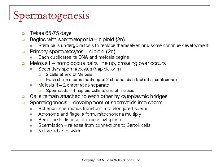 Spermatogenesis q q Takes 65 -75 days Begins with spermatogonia – diploid (2 n)
