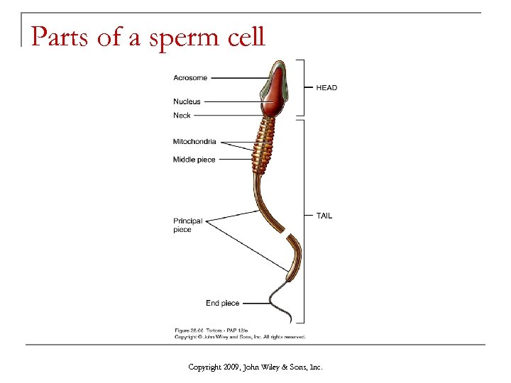 Parts of a sperm cell Copyright 2009, John Wiley & Sons, Inc. 