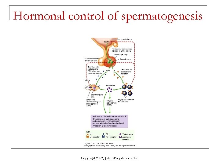 Hormonal control of spermatogenesis Copyright 2009, John Wiley & Sons, Inc. 