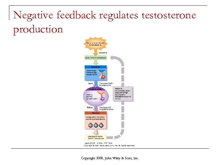Negative feedback regulates testosterone production Copyright 2009, John Wiley & Sons, Inc. 