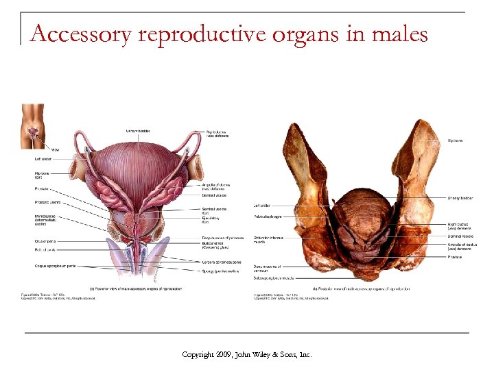 Accessory reproductive organs in males Copyright 2009, John Wiley & Sons, Inc. 